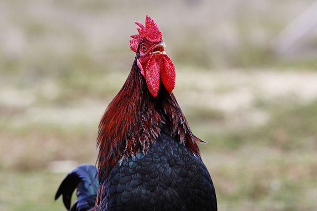 Image:Rooster crowing.jpg