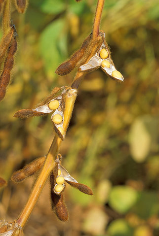 Image:Soybean.USDA.jpg