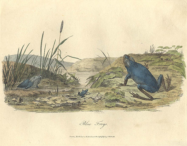 Image:Blue frog old.jpg