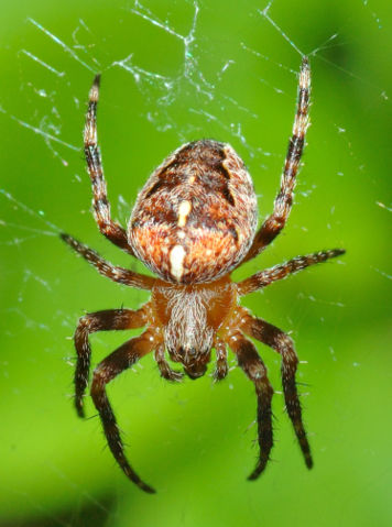 Image:Araneus diadematus (aka).jpg