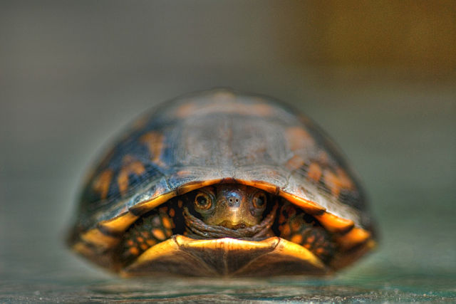 Image:Baby Turtle.jpg