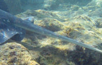 A stingray's stinger