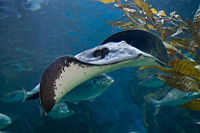 Stingrays form a large part of the underwater display at the Melbourne Aquarium.