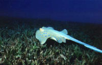 A stingray in dark waters. Because they are hard to see in dark water, they can be a hazard to humans.