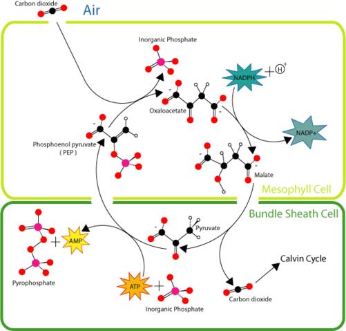 Image:HatchSlackpathway.png