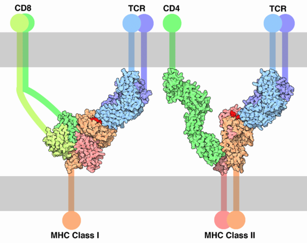 Image:TCR-MHC bindings.png