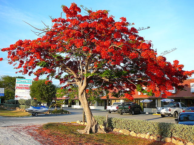 Image:Royal Poinciana.jpg