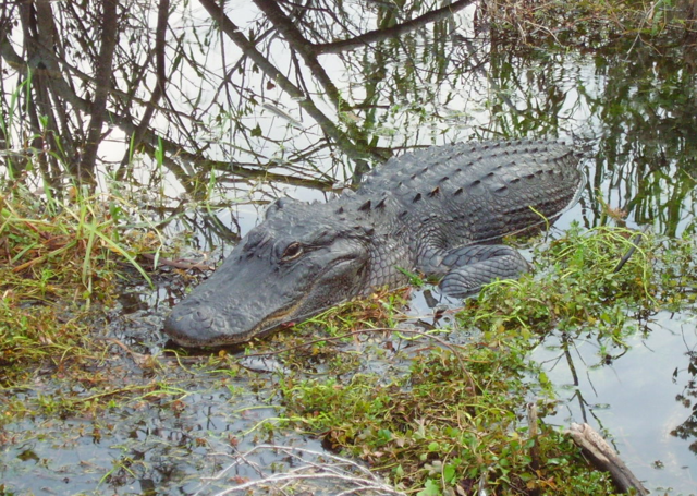 Image:Anhingatrailalligator.png