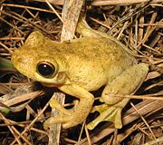 Tyler's Tree Frog (Litoria tyleri) illustrates large toe pads and webbed feet.