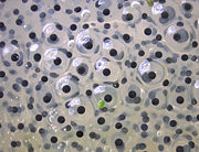 Frogspawn