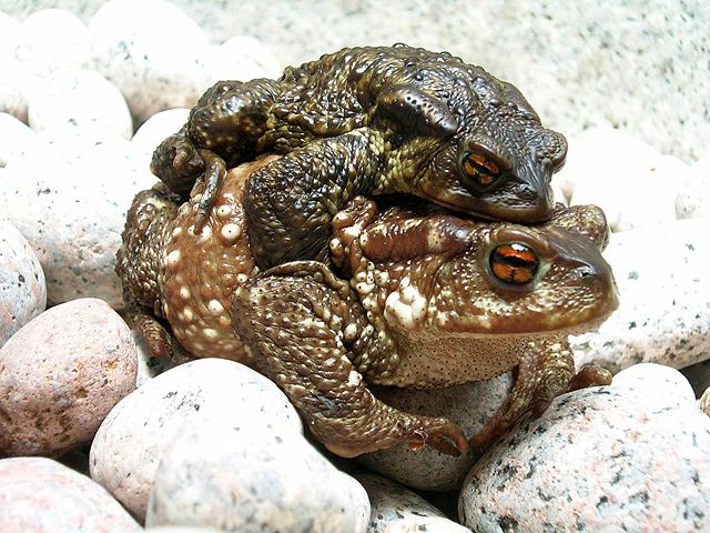 Image:Bufo bufo couple during migration(2005).jpg