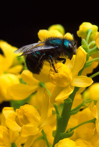 Image:Osmia ribifloris bee.jpg