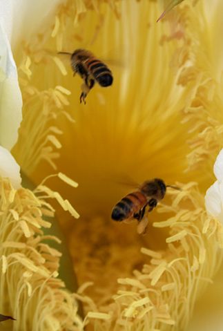 Image:Two bees in a flower.JPG