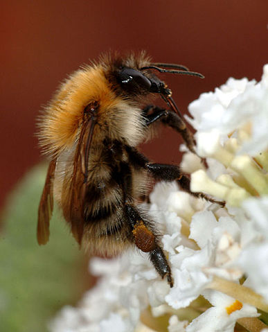 Image:Bumblebee closeup.jpg