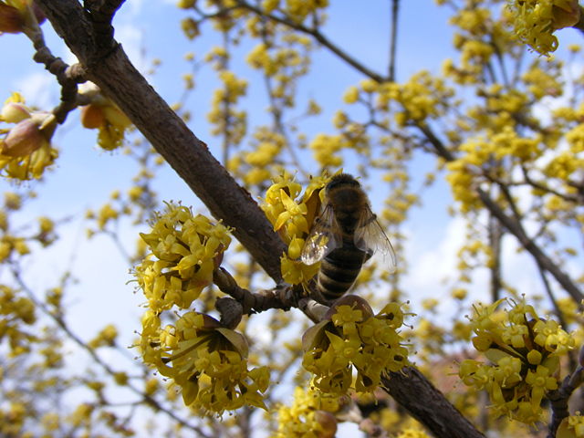 Image:Bee Cornel.jpg