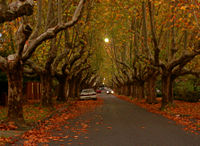 Victoria Avenue, Canterbury is one of many London Plane Tree lined streets in Melbourne.