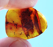 Ants fossilised in Baltic amber