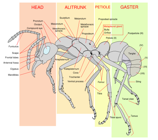 Image:Scheme ant worker anatomy-en.svg