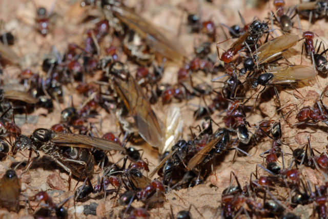 Image:Meat eater ant nest swarming02.jpg