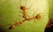 Weaver ants collaborating to dismember a red ant (the two at the extremities are pulling the red ant, while the middle one cuts the red ant until it snaps)