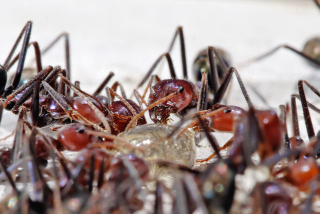 Image:Meat eater ants feeding on honey.jpg